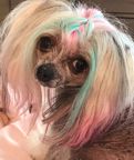 After having color hair extensions added
